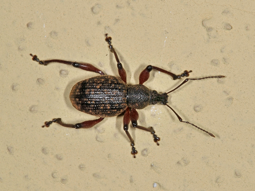 Otiorhynchus da identificare - Dodecastichus geniculatus